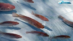 Fauna Resmi Klaten