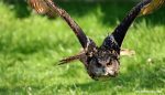 Burung Hantu Di Klaten